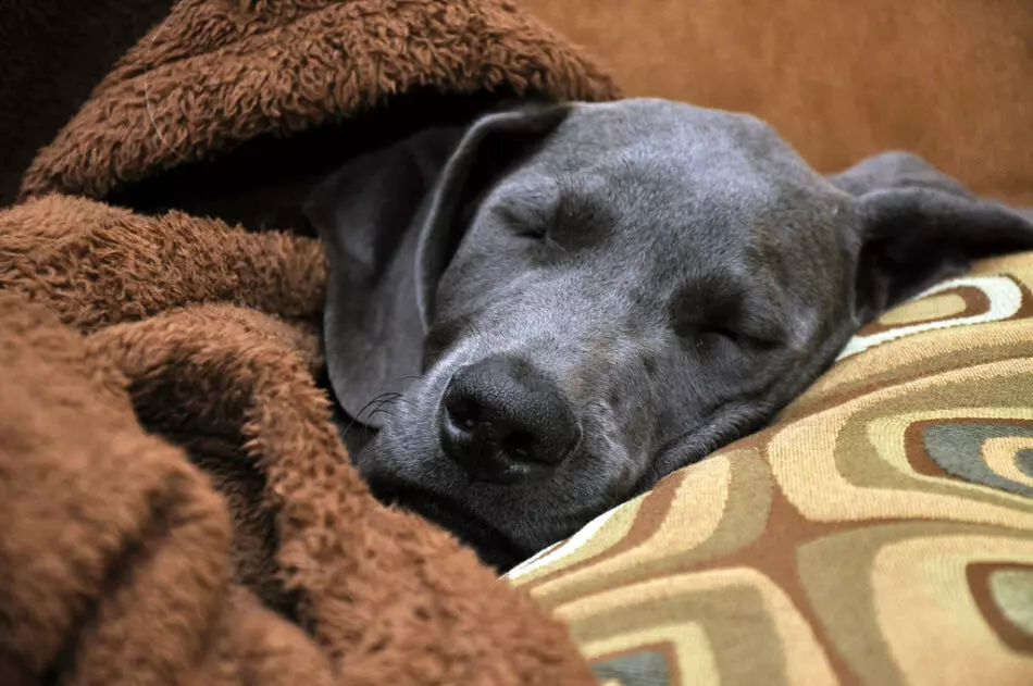 К чему могут сниться собаки: полное толкование сновидения