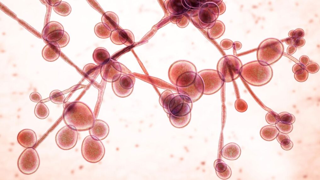 Грибок Candida albicans