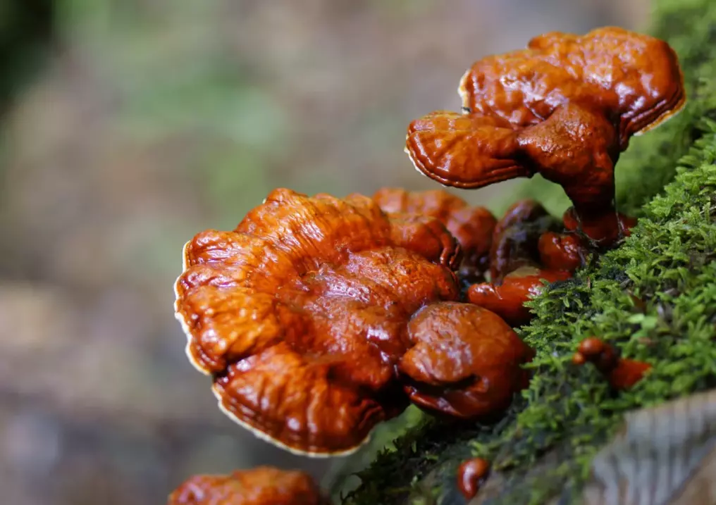 Рейши (Ganoderma lucidum)