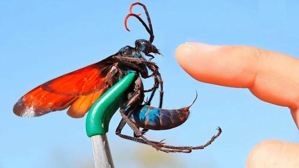 Tarantula hawk