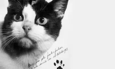 Фелисетт: первая кошка в космосе, которую никто не помнит