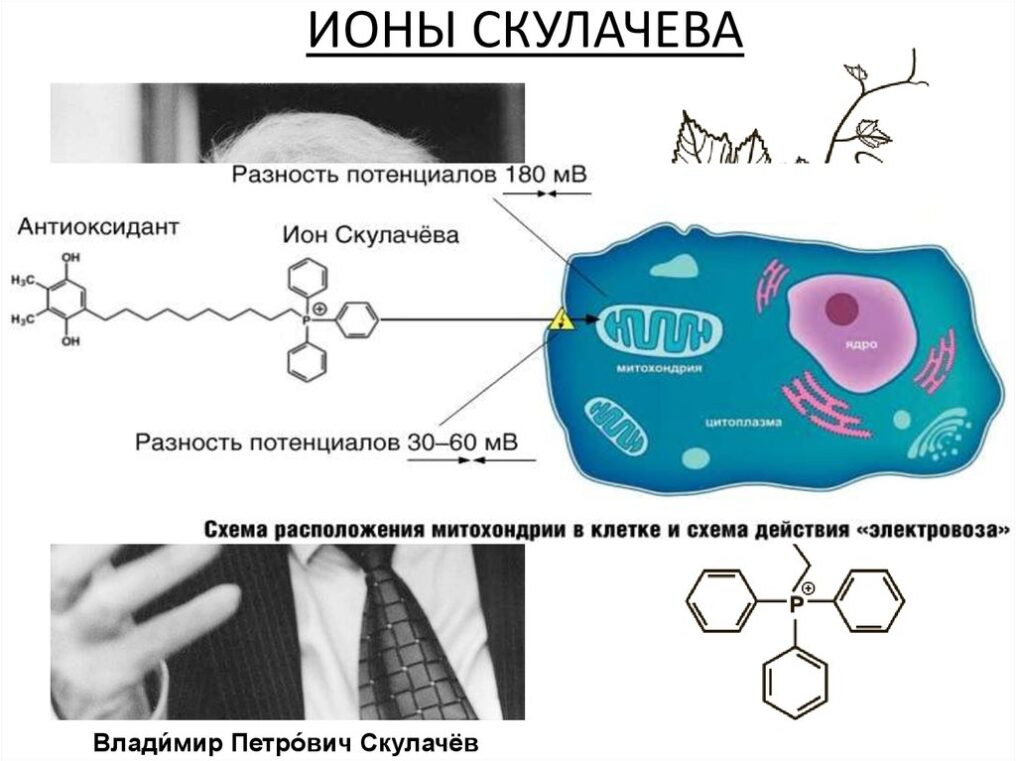 ионы Скулачёва