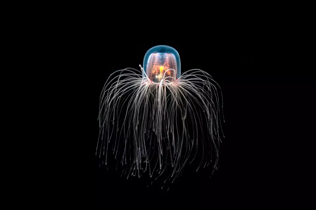 Turritopsis nutricula