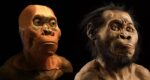 Homo naledi