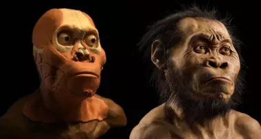Homo naledi: новый вид древнего человека, который имел мозг размером с апельсин