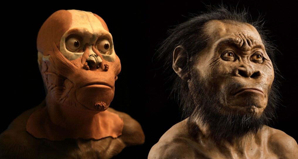 Homo naledi
