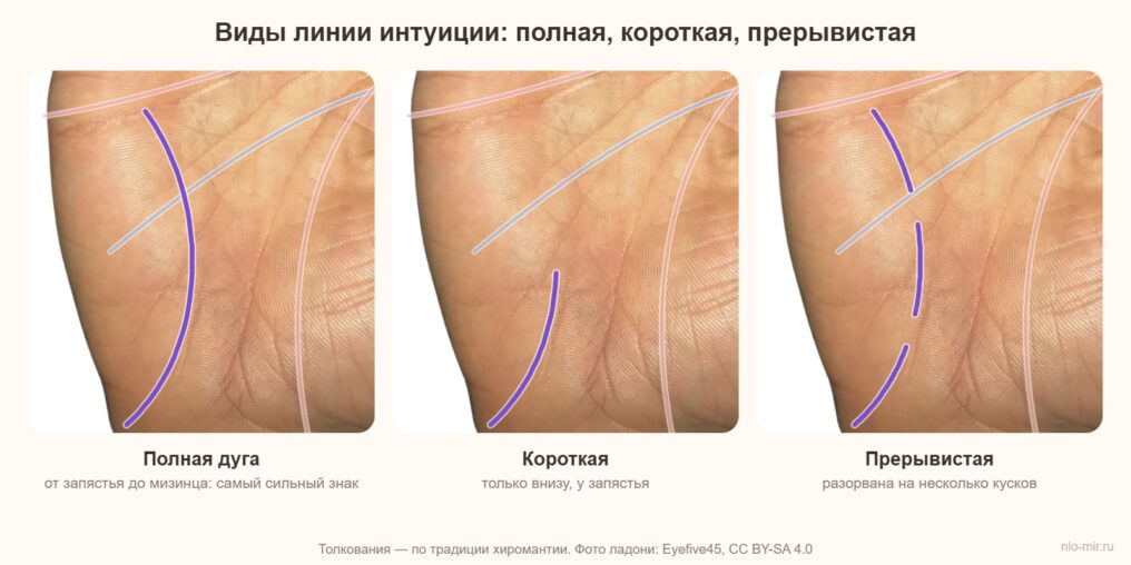 Виды линии интуиции: полная, короткая, прерывистая