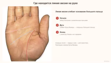 Линия жизни на руке: где находится, на какой руке смотреть и что значит короткая линия