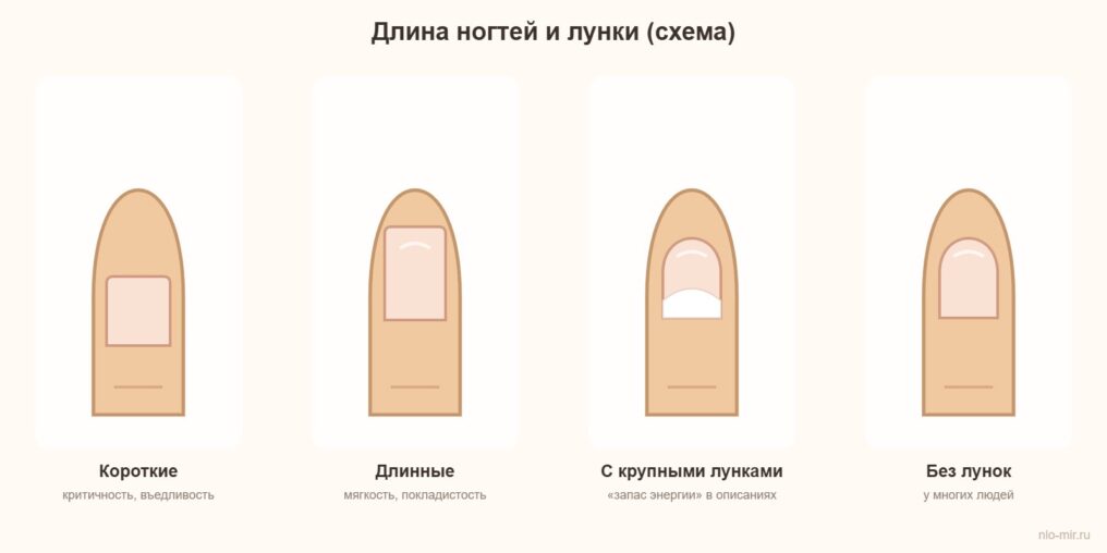 Длина ногтей и лунки: короткие, длинные, с крупными лунками и без лунок