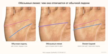 Обезьянья линия на ладони: что это такое и что значит